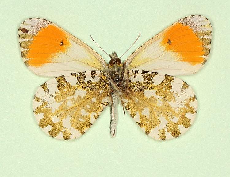 Anthocharis cardamines male (aberrant form nov, verso 2) (Internet Image property of respective owner, non-commercial use only)